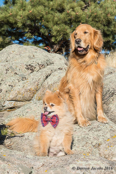 Lewis and Rusty's Pet Portrait