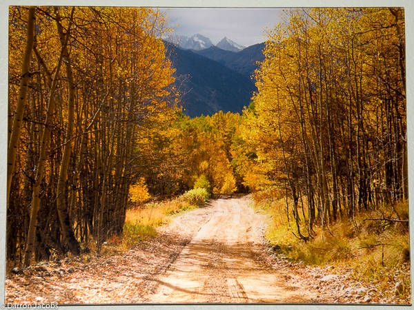 PlexiPlaq - Autum Aspens