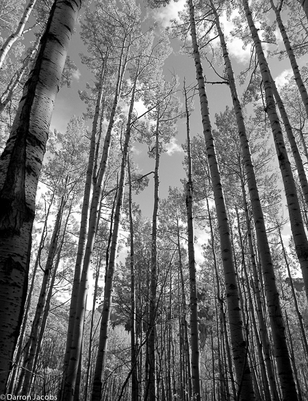Autumn Aspens Ophir Pass Road, San Juan Mountains, Colorado, Darron Jacobs, Fine Art, Mountain, Photography