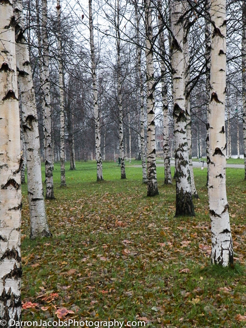 Pori, Finland, Silver Birches, Darron Jacobs, Fine Art, Mountain, Photography